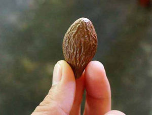 Malva <b>Nut</b> Dry Grade Malva <b>Nut</b> Ideal for Wholesale Purchasers Looking for Consistent Specifications Long Term Supply Stability - Product Image 6