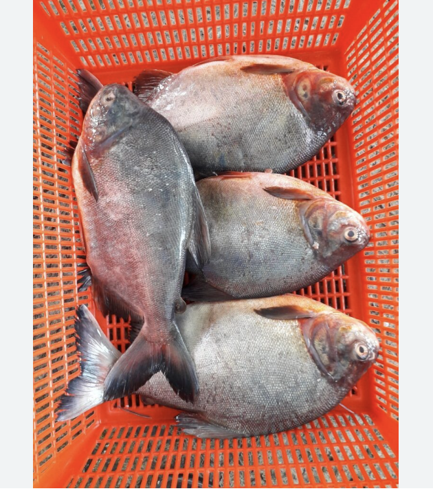 Замороженная рыба Красного помада, замороженная рыба, готовая для готовки, лучшие морепродукты, готовая к отправке, торговые компании по замороженным морепродуктам