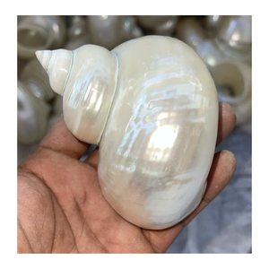 Coquillage décoratif en vert naturel et blanc par 99 Gold Data Vietnam pour une utilisation artistique en intérieur - Product Image 4