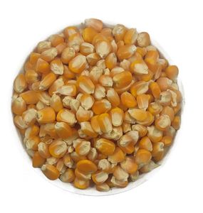 Maíz Amarillo y Blanco No Transgénico para Consumo Humano, Maíz Amarillo Seco para Palomitas - Product Image 6
