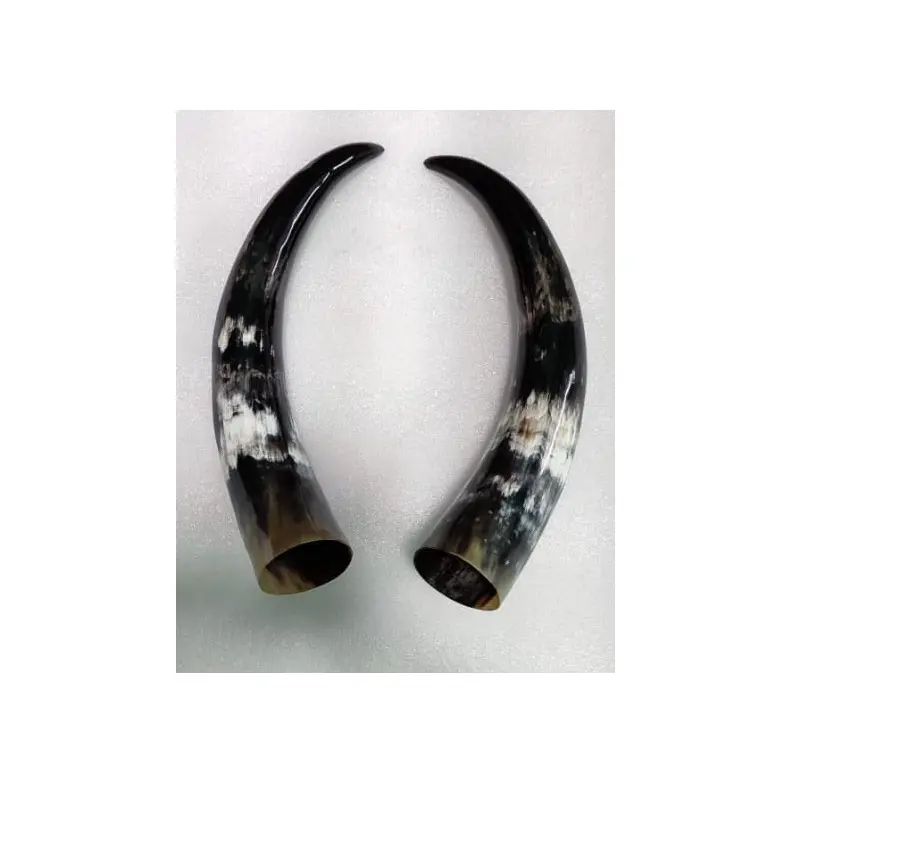 Wholesale buffalo pair horn and unique 100% Polished Buffalo decorative pair horn for best gift use at cheap price