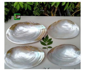 จานไข่มุกของตกแต่งทำด้วยมือถาดถาดเปลือกหอยธรรมชาติของขวัญหรูหราเป็นมิตรกับสิ่งแวดล้อมของตกแต่งบ้านงานปาร์ตี้ - Product Image 5