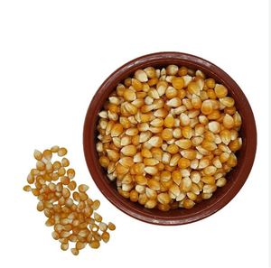 Maïs jaune séché de grade 2 Maïs non gluant 100% Maturité 24 mois Durée de conservation Sans OGM Convient à la consommation humaine Alimentation animale - Product Image 4