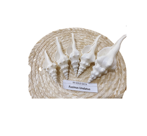 Concha de Fusinus Colus de Vietnam para Artesanías con Conchas Marinas, Pulida por Fuera y por Dentro, Lista para Enviar 99GD - Product Image 1