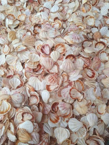 Coquillages naturels de pétoncles pour le paysage d'aquarium, le terrarium et les projets de décoration marine - Product Image 5