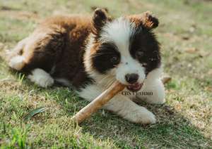 Palitos para masticar de madera de café Natural al mejor precio 100%, juguetes clásicos para masticar mascotas para perros disponibles, tamaños pequeños y grandes, embalaje duradero - Product Image 3