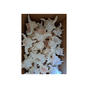 Tự nhiên <span class=keywords><strong>Cone</strong></span> <span class=keywords><strong>Seashell</strong></span> mảnh lý tưởng cho trang trí Bát Craft trang trí nội thất ven biển theo chủ đề hiển thị đám cưới centerpieces - Product Image 2