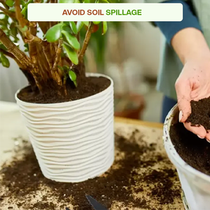 Bandejas para macetas de terracota de 6 pulgadas de diámetro con bandeja inferior para plantas de jardín e interior - Product Image 5