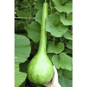 Semi 100 pz giardino biologico nuovo raccolto villaggio fibra di zucca semi di zucca secchi semi regalo a sorpresa