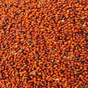 ข้าวฟ่างแดงแอฟริกาใต้ เกรดหนึ่ง ออร์แกนิก 100% ปราศจาก GMO อุดมด้วยวิตามิน สำหรับใช้เป็นอาหาร แห้ง รักษาได้นาน 3 ปี บรรจุในถุง - Product Image 1