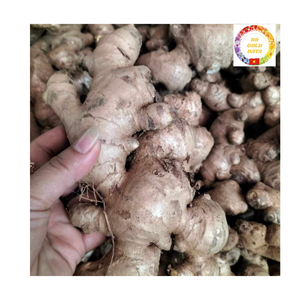 Cubos de Raíz de Jengibre Orgánico Congelado IQF, Enteros, Frescos y Pelados, Producidos en Vietnam, Ofrecemos Especias de Primera Calidad para Exportación - Product Image 5