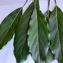 HOJAS DE AGUACATE SECAS PREMIUM ETIQUETA LIMPIA APOYO INMUNE A BASE DE PLANTAS INGREDIENTE DE TÉ - Product Image 4