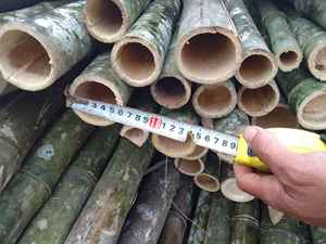 Postes de bambú verde natural Fabricante de Vietnam Paisaje al aire libre y decoración de Resort - Product Image 6