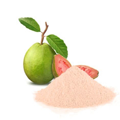 Poudre de fruit de goyave, extrait végétal, particules fines, ingrédient botanique, séché par pulvérisation pour l'alimentation, la santé, les cosmétiques et l'usage industriel - Product Image 5