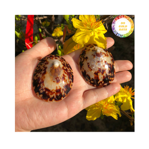 Limpet Polish Seashell Vietnam Ocean Natural Craft Material Parfait pour la décoration de table et l'art - Product Image 3