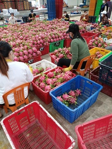 Groothandel Vers Rood Dragon Fruit Uit Vietnam Geëxporteerd Naar India China Korea Taiwan Voor Landbouw Gebruik