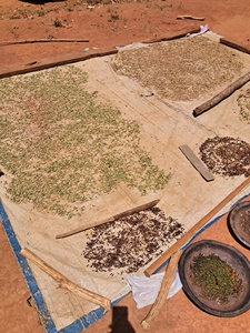 Cardamomo orgánico de alta calidad para cardamomo verde al por mayor de recursos directos en Tanzania - Product Image 6