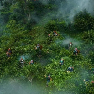 MEJOR VENTA DE ALTA MONTAÑA SHAN TÉ DE NIEVE HOJAS NATURALES PURAS DE VIETNAM - Product Image 3