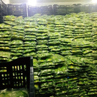 Biologische IQF Diepvries Avocado Halves 30kg Karton Gemaakt in Vietnam Hoge Kwaliteit Diepvries Fruit in Bulk / Mevr. Tina +84 96 871 5470