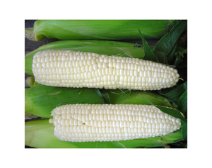 Maíz Blanco/maíz (no OGM) para consumo humano/maíz amarillo, maíz amarillo seco, palomitas de maíz, maíz blanco para la venta - Product Image 4