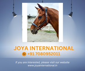 สายรัดคอหนังสีดำและโรสโกลด์ ยี่ห้อ JOYA รุ่น Smart จากอุตตาร์ปราดีป - Product Image 2