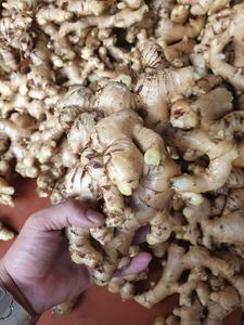 GINGEMBRE FRAIS AU GINGEMBRE 100% NATUREL DU marché Offre Spéciale racine Légumes frais prix pas cher - Product Image 4