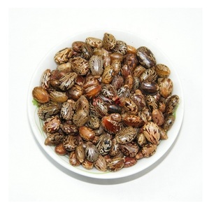 Premier exportateur de graines de ricin biologiques 100% naturelles à vendre - Product Image 3