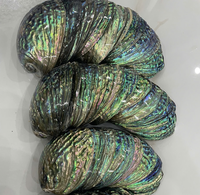 Coquille d'ormeau du Vietnam fabriquée à partir de matériaux naturels de coquillages pour l'artisanat décoratif, les incrustations de bijoux, l'affichage à domicile, l'exportation
