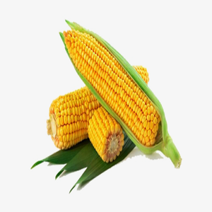 Granos de Maíz Amarillo Limpios de Primera Calidad para Molinos de Alimentos y Procesamiento de Alimentos Humanos con Control de Humedad Confiable y Empaquetado a Granel - Product Image 2