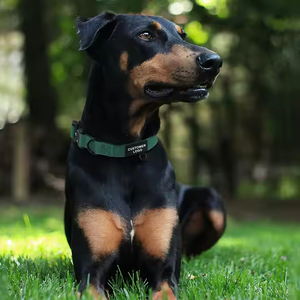 Collar táctico de nailon resistente OEM para mascotas, collar ajustable para exteriores con hebilla de Metal para entrenar perros de senderismo y trabajo - Product Image 6