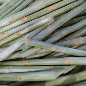 PÂTES DE CANNE | CONGELÉS & BIOLOGIQUES | PREMIUM VIETNAM - Product Image 4