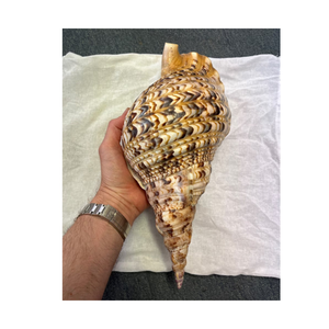 Coquillages de trompette tropicale collectés au Vietnam, idéaux pour les souvenirs, les décors de plage et les créations sur le thème de l'océan - Product Image 4