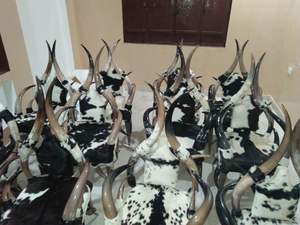 Chaise en corne de vache naturelle polie, confortable, designable, anti-déchirure, écologique, artisanat indien, animal - Product Image 4