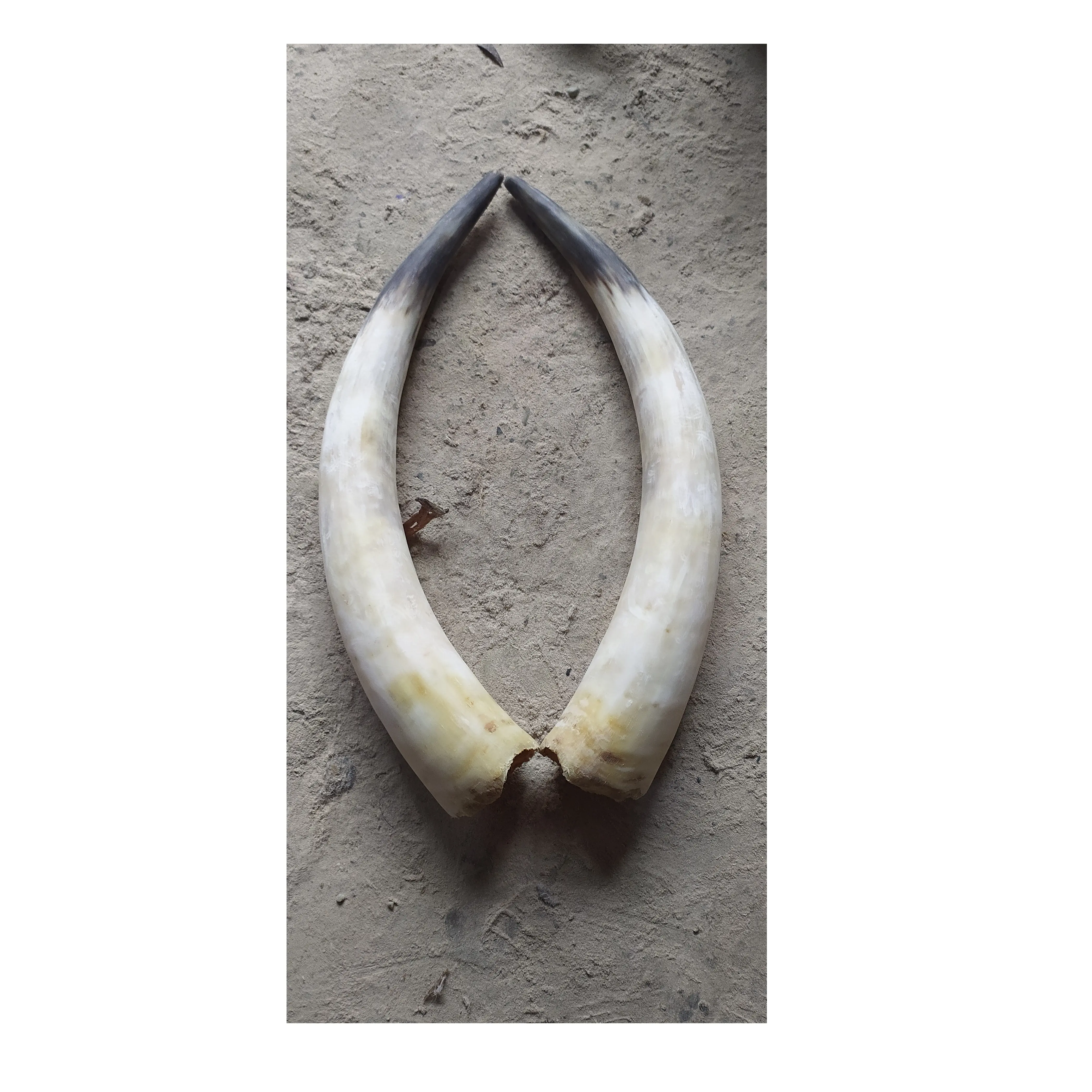 Natural buffalo pair horn black and white customized size wholesale price buffalo pair horn for best selling
