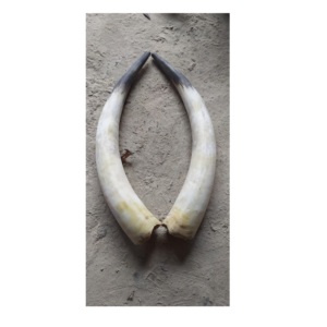 Par de bocina de búhos naturales, claxon blanco y negro, tamaño personalizado, precio al por mayor - Product Image 1