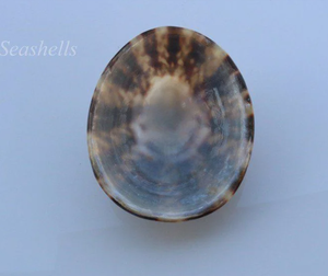 Wholesales Polished Limpet Shell <b>Nursing</b> mother shell For Women- Premium Quality - Available stock - Product Image 6