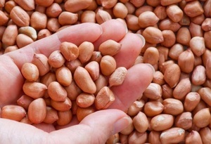 Organic Fresh Raw <b>Peanuts</b> / <b>Peanut</b> Kernels - Product Image 3