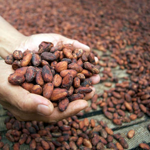 Granos de Cacao Sin Tostar de Ghana de Alta Calidad, Procedentes Directamente de África Occidental, Ingredientes de Cacao en Polvo de Bélgica a Precio de Mayoreo - Product Image 1