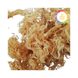 Bulk Wholesale <b>Dried</b> Cottonii Seaweed Sea Moss with Standardized Drying and Sorting-Vietnam Carrageenan <b>Plants</b> - Product Image 6