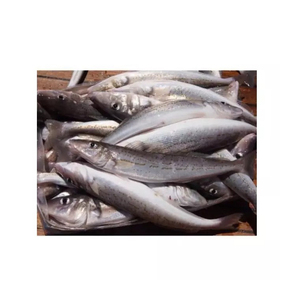 Caballa Entera Congelada, Limpia, Eviscerada, Lista para Enviar, Mariscos - Product Image 2