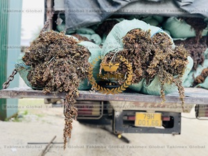 สาหร่ายทะเล Sargassum แห้งสาหร่ายทะเลทะเลแห้ง - Product Image 6