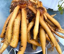 RACINE DE KRACHAI CONGELÉE PRÊT À CUIRE AVEC UNE CERTIFICATION D'ÉTIQUETTE PROPRE POUR LE SOUTIEN À LA SANTÉ NATURELLE ET LE BIEN-ÊTRE - Product Image 3