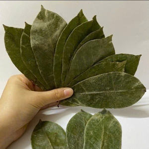 ใบทุเรียนเทศที่มีคุณภาพส่งออกเรามีใบแห้งอย่างพิถีพิถันตรงตามมาตรฐานสากล - Product Image 1