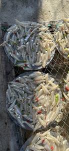 Delicious Western <b>Anchovy</b> Rice Paper Marinated Spices 1 Pack of 500gr - Product Image 4