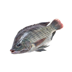 Tilapia congelada, limpiada, sin tripas, lista para cocinar, marisco. - Product Image 6