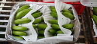 FRESH CAVENDISH BANANA VERDE PROVEEDORES DE EXPORTACIÓN DE VIETNAM BLUE LOTUS PRECIO BARATO 2025