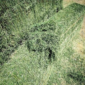 Alfalfa Premium Grade Grain <b>Hay</b> Pellets Fish Cattle Horse Pig Dog Thailand Origin 24 Months Shelf Life Baled <b>Bagged</b> Feed Sale - Product Image 6