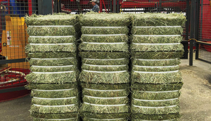 Foin d'alfalfa frais récolté en granulés, foin de timothy/alfalfa en balles, FON DE L'ALFALFA en BALLES, FON DE TIMOTHY en BALLES - Product Image 4