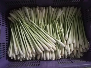 Tallo de hierba de limón congelado IQF de alta calidad, hierba congelada a granel para servicios de alimentos, restaurantes y procesamiento, exportación de Vietnam - Product Image 5