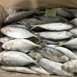 Poisson de fruits de mer Scad IQF rond entier congelé en vrac pour la vente en gros et l'exportation 24 mois de durée de conservation Vietnam - Product Image 6